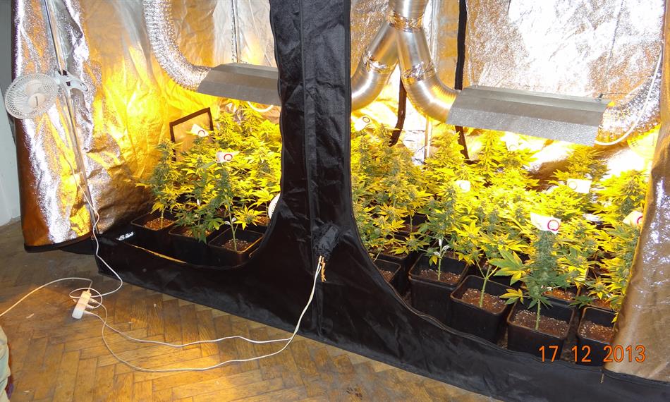 2014-1-28-1325marihuana 04_homebox stany.JPG